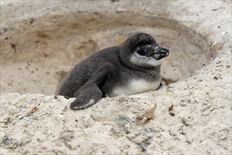 African penguin (Spheniscus demersus), juvenile, looking out of nest, Boulders Beach, Simonstown,