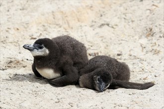 African penguin (Spheniscus demersus), two juveniles, resting, Boulders Beach, Simonstown, Western