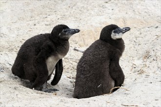 African penguin (Spheniscus demersus), two juveniles, Boulders Beach, Simonstown, Western Cape,