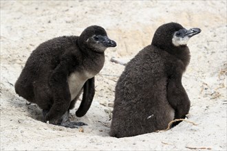 African penguin (Spheniscus demersus), two juveniles, Boulders Beach, Simonstown, Western Cape,