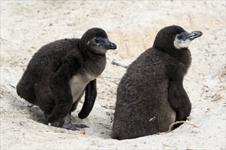 African penguin (Spheniscus demersus), two juveniles, Boulders Beach, Simonstown, Western Cape,