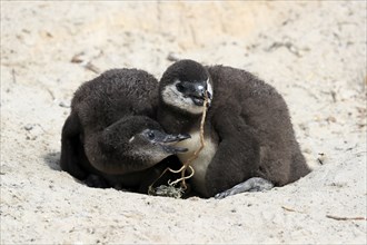 African penguin (Spheniscus demersus), two chicks, at the nest, Boulders Beach, Simonstown, Western