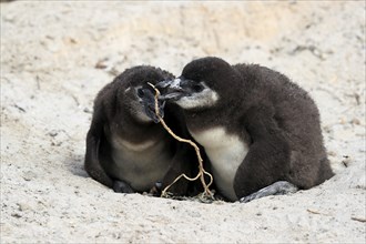 African penguin (Spheniscus demersus), two chicks, at the nest, Boulders Beach, Simonstown, Western