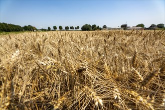 Agriculture, grain harvest, wheat, wheat field, shortly in front of harvest, ears of wheat, near