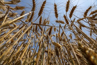 Agriculture, grain harvest, wheat, wheat field, shortly in front of harvest, ears of wheat, near