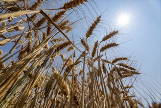 Agriculture, grain harvest, wheat, wheat field, shortly in front of harvest, ears of wheat, near