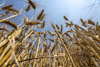 Agriculture, grain harvest, wheat, wheat field, shortly in front of harvest, ears of wheat, near