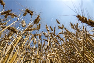 Agriculture, grain harvest, wheat, wheat field, shortly in front of harvest, ears of wheat, near