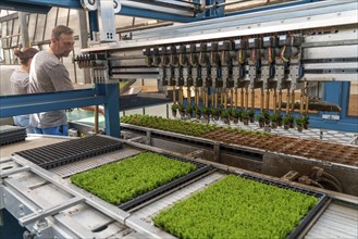 Horticultural business, cuttings, heather, heather plants, Calluna vulgaris, are repotted after