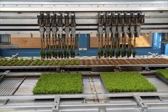 Horticultural business, cuttings, heather, heather plants, Calluna vulgaris, are repotted after