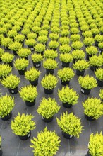 Horticultural nursery, mother plants from which cuttings of heather, broom heather plants, Calluna