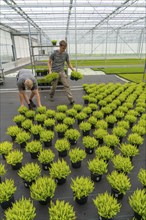 Horticultural nursery, mother plants from which cuttings of heather, broom heather plants, Calluna