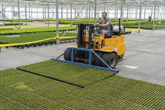 Horticultural business, cuttings, heather, heather plants, Calluna vulgaris, are transported after