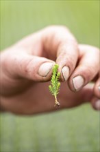 Garden nursery, cuttings, heather, broom heather plants, Calluna vulgaris, in the propagation