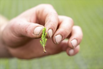 Garden nursery, cuttings, heather, broom heather plants, Calluna vulgaris, in the propagation