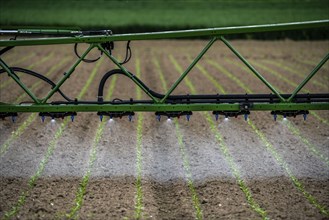 Agriculture, pesticide being sprayed on a field, sugar beet seedlings, North Rhine-Westphalia,