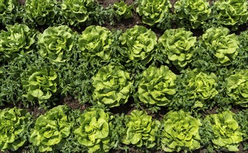 Agriculture, lettuce growing in a field, green lettuce, in long rows of plants, North