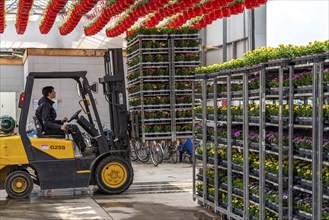 Horticultural business, greenhouse, flowers, various types, are loaded onto a lorry for a customer,