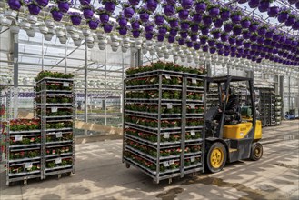 Horticultural business, greenhouse, flowers, various types, are loaded onto a lorry for a customer,