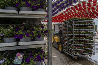 Horticultural business, greenhouse, flowers, various types, are loaded onto a lorry for a customer,