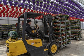 Horticultural business, greenhouse, flowers, various types, are loaded onto a lorry for a customer,