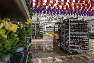 Horticultural business, greenhouse, flowers, various types, are loaded onto a lorry for a customer,