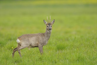 Roebuck in spring, Capreolus capreolus, Germany, Europe