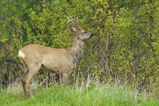 Roebuck in spring, Capreolus capreolus, Germany, Europe