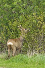 Roebuck in spring, Capreolus capreolus, Germany, Europe