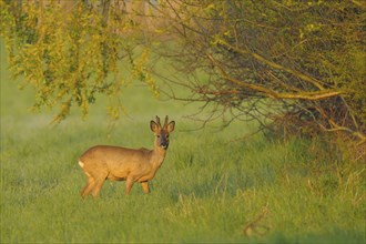 Roebuck in spring, Capreolus capreolus, Germany, Europe