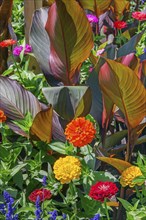 Cannas (Canna), and zinnias (Zinnia), in the Hofgarten, Kempten, Allgäu, Bavaria, Germany, Europe