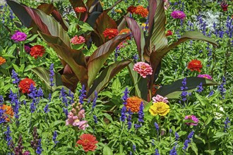 Cannas (Canna), and zinnias (Zinnia), in the Hofgarten, Kempten, Allgäu, Bavaria, Germany, Europe