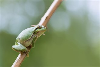 European tree frog (Hyla arborea), sitting on blackberry (Rubus), Velbert, North Rhine-Westphalia,