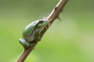 European tree frog (Hyla arborea), sitting on blackberry (Rubus), Velbert, North Rhine-Westphalia,