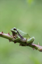 European tree frog (Hyla arborea), sitting on blackberry (Rubus), Velbert, North Rhine-Westphalia,