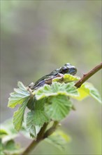 European tree frog (Hyla arborea), sitting on blackberry (Rubus), Velbert, North Rhine-Westphalia,