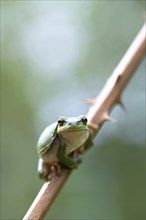 European tree frog (Hyla arborea), sitting on blackberry (Rubus), Velbert, North Rhine-Westphalia,