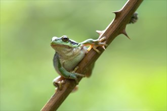 European tree frog (Hyla arborea), sitting on blackberry (Rubus), Velbert, North Rhine-Westphalia,