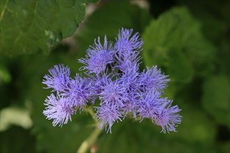 Flossflower (Ageratum houstonianum), flower, Ellerstadt, Germany, Europe