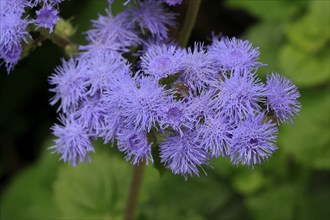 Flossflower (Ageratum houstonianum), flower, Ellerstadt, Germany, Europe