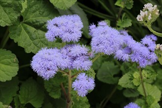 Flossflower (Ageratum houstonianum), flower, Ellerstadt, Germany, Europe