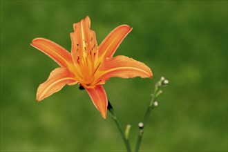 Orange day-lily (Hemerocallis fulva), in bloom, flower, Ellerstadt, Germany, Europe