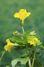 Common monkey-flower (Mimulus guttatus), also known as spotted monkey-flower or common