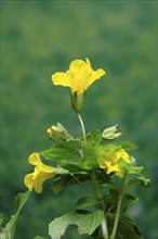 Common monkey-flower (Mimulus guttatus), also known as spotted monkey-flower or common