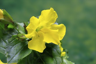 Common monkey-flower (Mimulus guttatus), also known as spotted monkey-flower or common