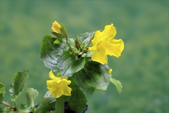 Common monkey-flower (Mimulus guttatus), also known as spotted monkey-flower or common