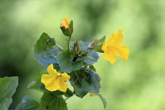 Common monkey-flower (Mimulus guttatus), also known as spotted monkey-flower or common