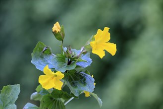 Common monkey-flower (Mimulus guttatus), also known as spotted monkey-flower or common