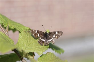 Map butterfly (Araschnia levana), butterfly, summer generation, leaf, macro, The land carder sits