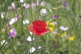 Poppy flower (Papaver rhoeas), Flowers, colourful, Summer, A single red poppy flower stands in the